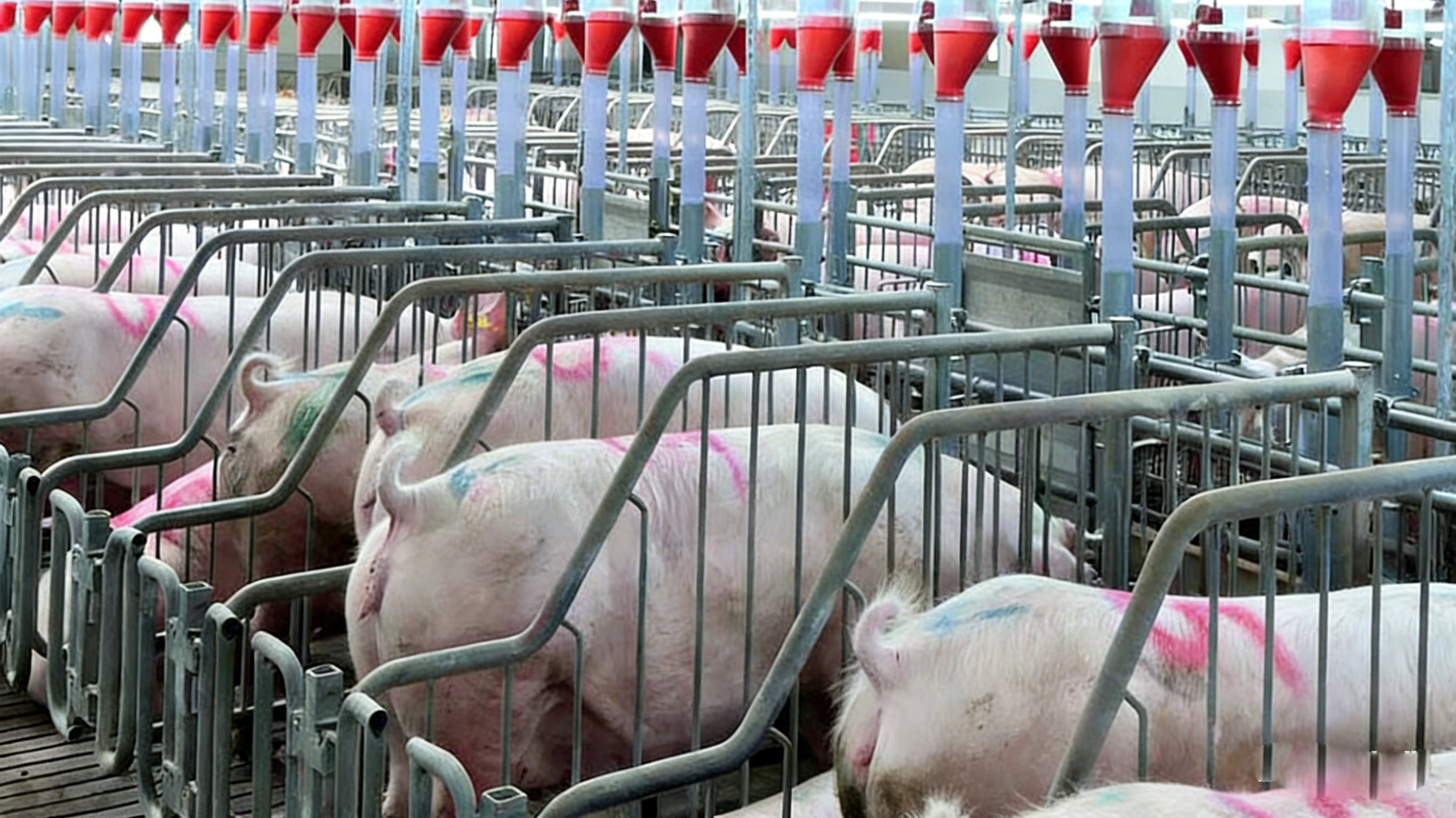 Fotoperiodo y reproducción en cerdas: un factor ambiental frecuentemente subestimado
